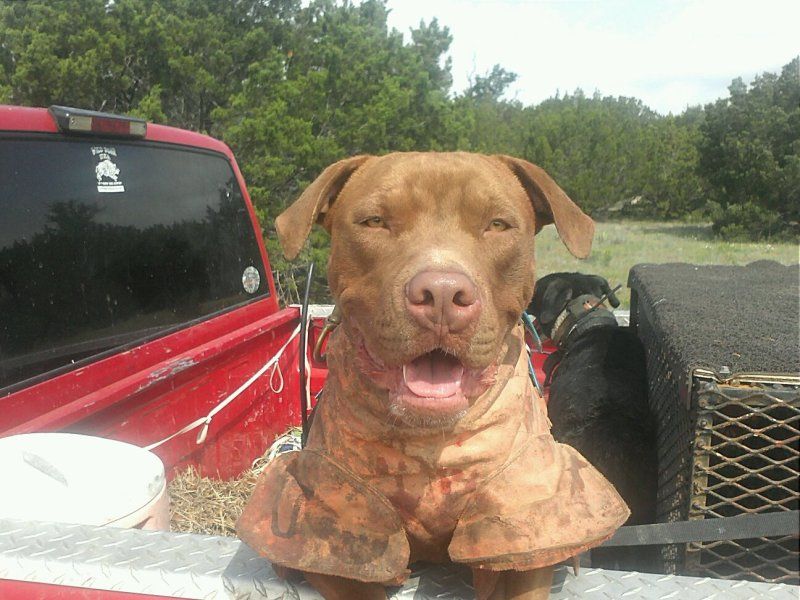 My pit catch dog B.A. Pitbulls Go Pitbull Dog Forums